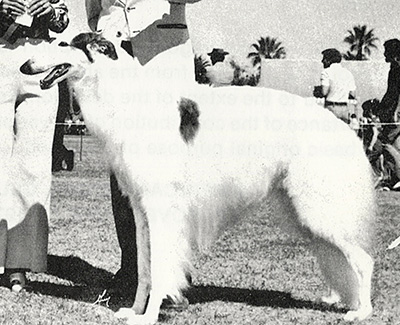 Top Conformation Borzoi 1976